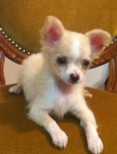 Mi lindo perritoo Mi lindo perritoo